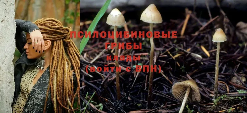 Галлюциногенные грибы Cubensis  ОМГ ОМГ рабочий сайт  Курильск 